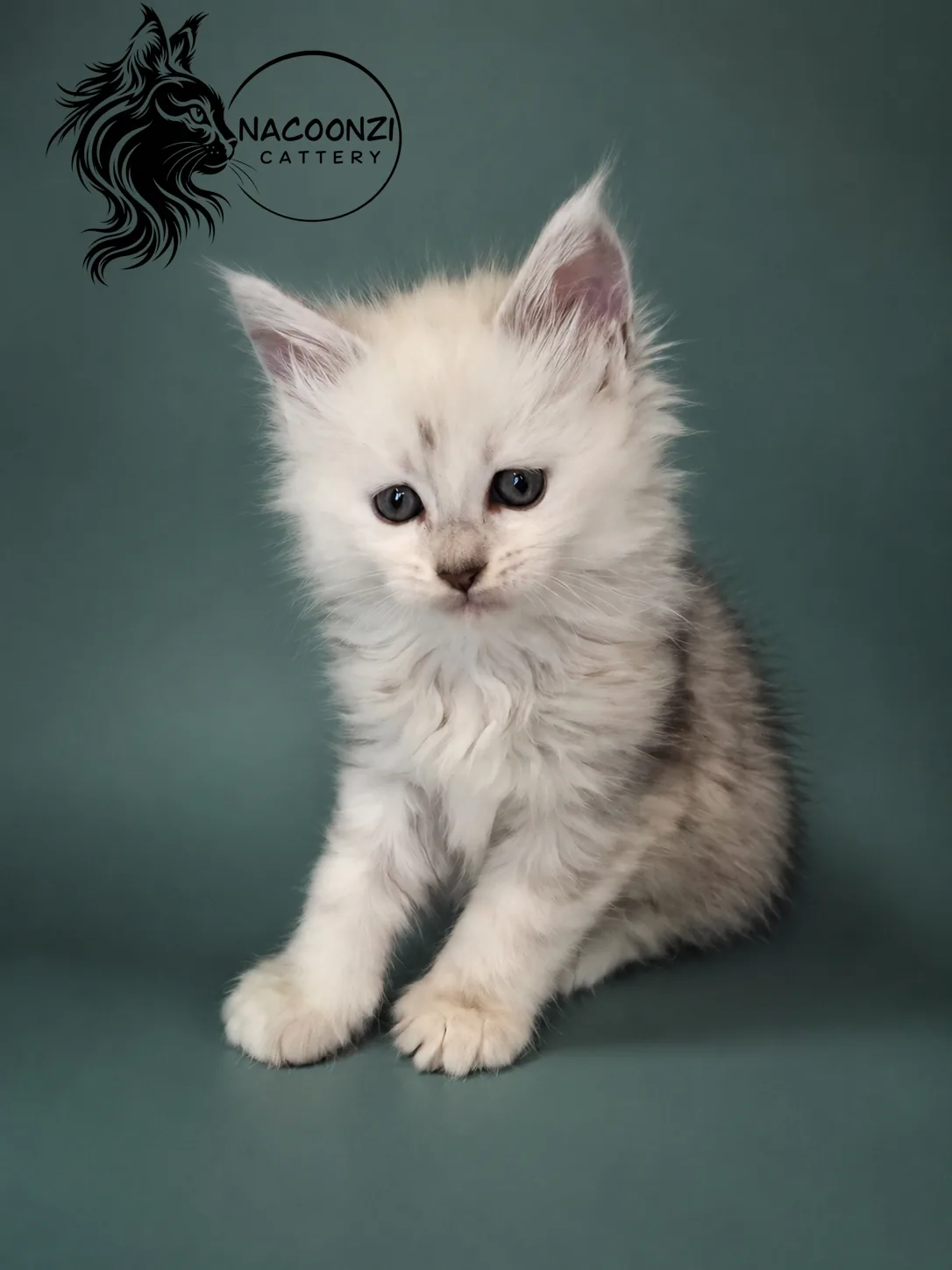 Silver shaded Maine Coon kitten with white paws sitting on teal