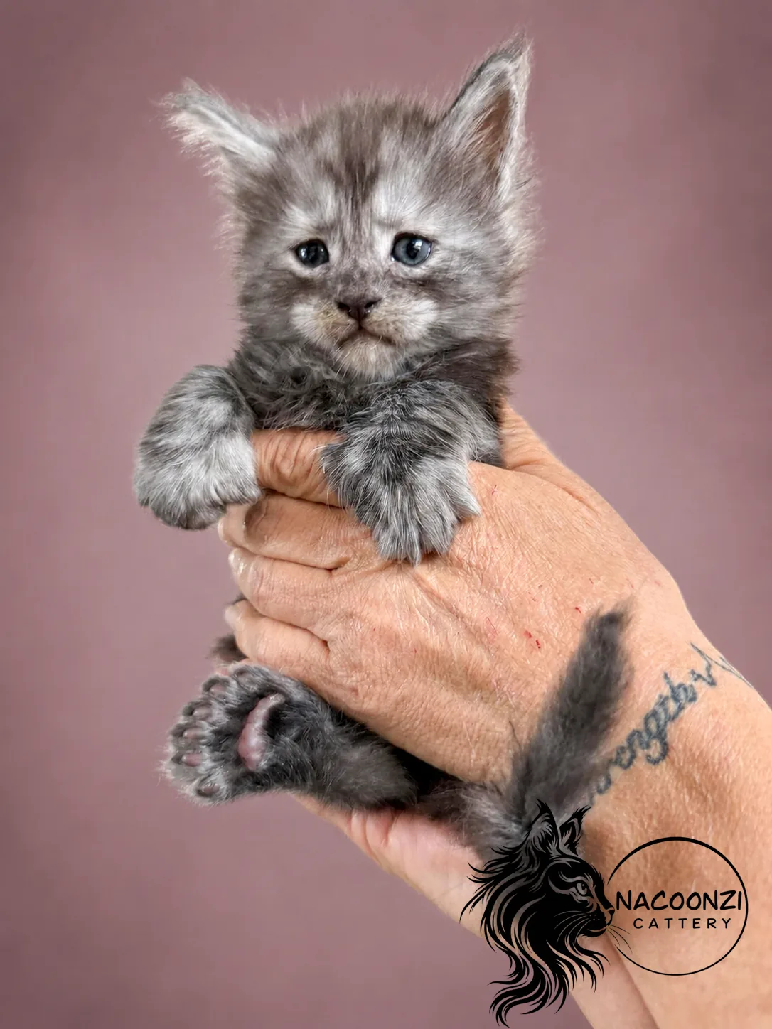 Silver tabby Maine Coon kitten being held against a mauve background
