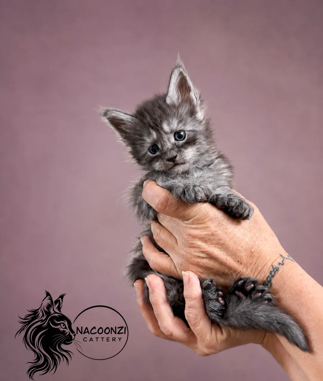 Silver tabby Maine Coon kitten held sideways against a mauve background