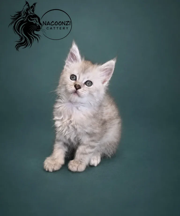 Silver tabby Maine Coon kitten sitting against a teal backdrop