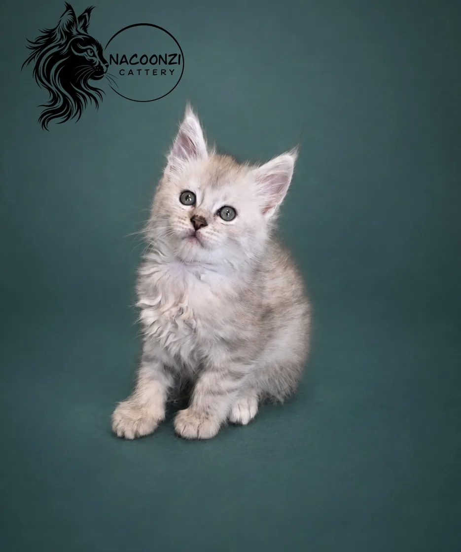 Silver tabby Maine Coon kitten sitting against a teal backdrop