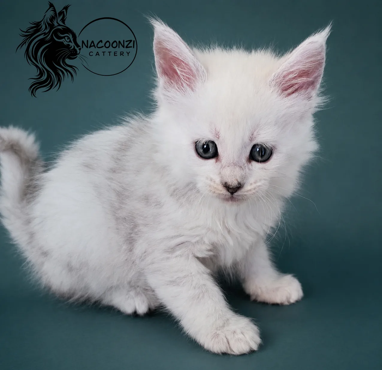 White Maine Coon kitten crouching against a teal studio background