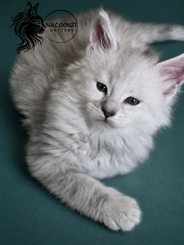 Fluffy white Maine Coon kitten reclining on a teal background