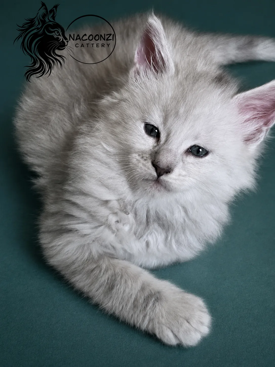 Fluffy white Maine Coon kitten reclining on a teal background