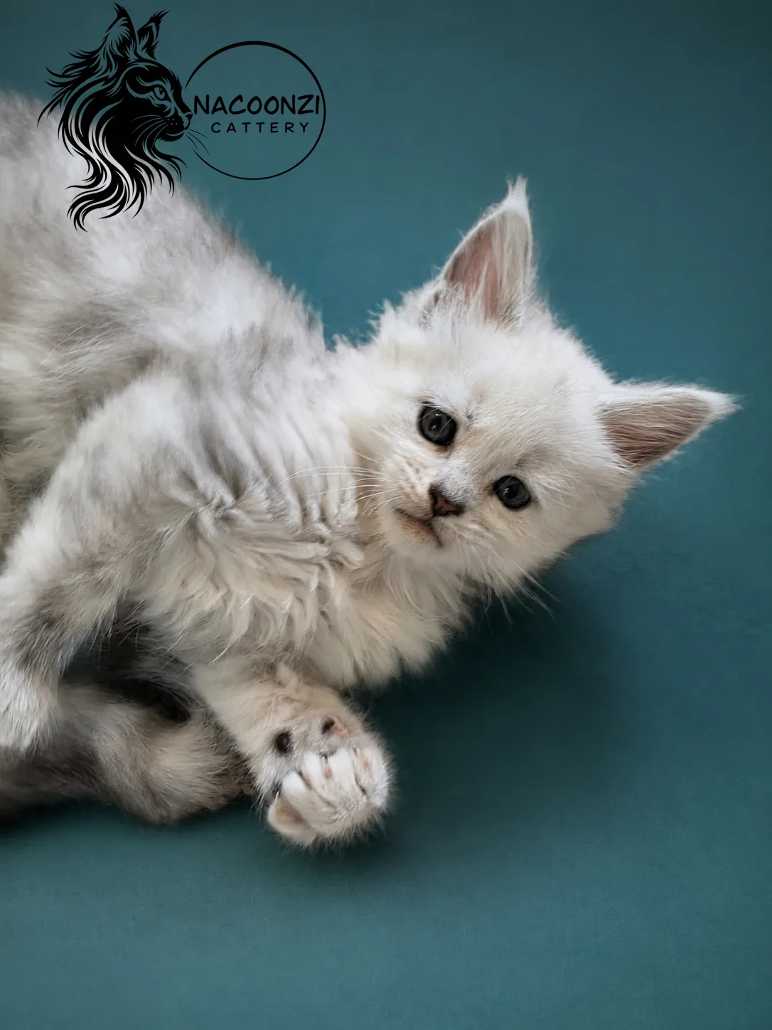 Fluffy white Maine Coon kitten reclining on a teal studio backdrop