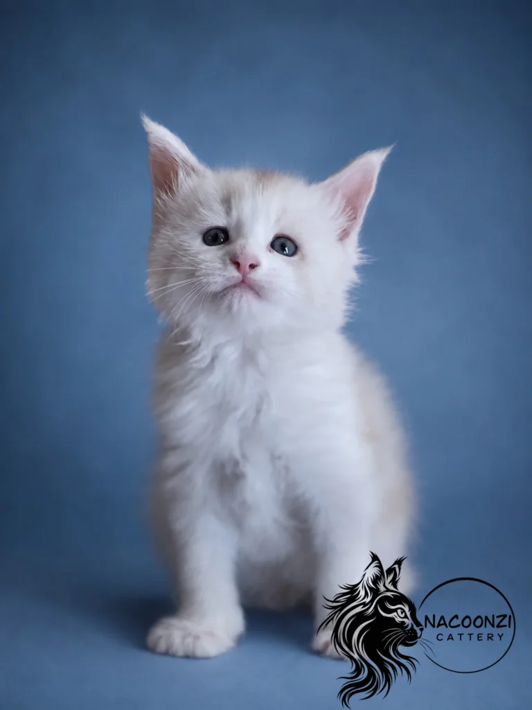 White Maine Coon kitten standing against a blue studio background