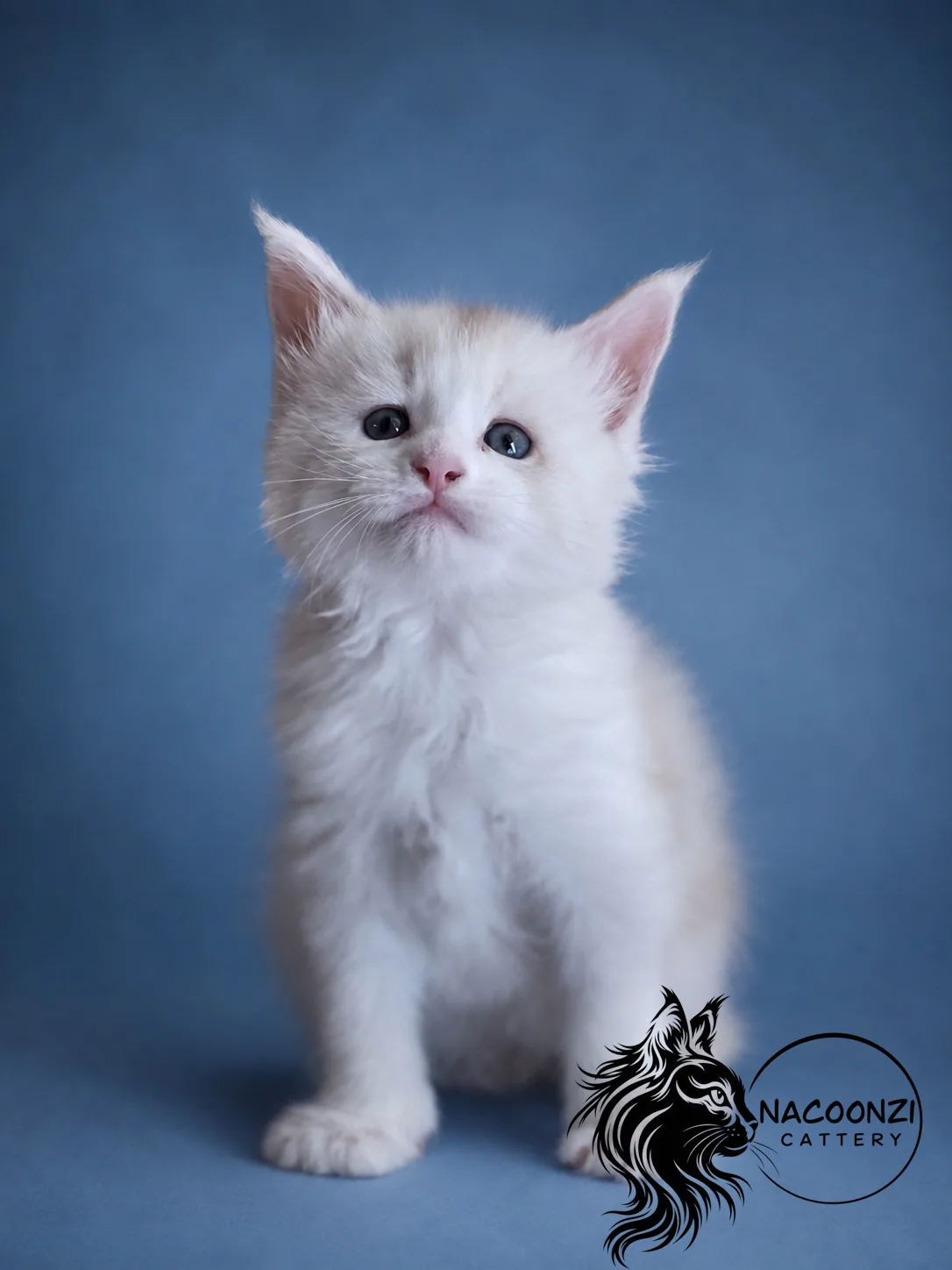 White Maine Coon kitten standing against a blue studio background