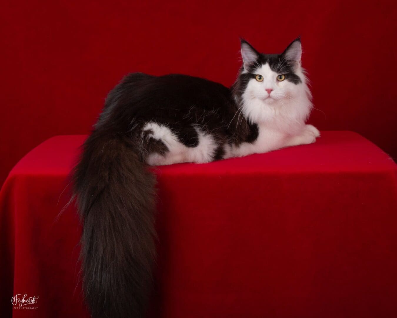 Santana, a black and white Maine Coon, reclining on a red platform and looking toward the camera.