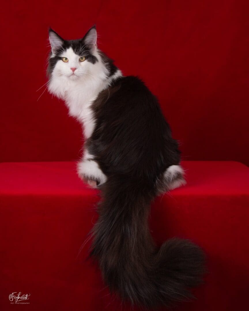 Santana, a black and white Maine Coon, seated on a red platform with his long tail draped forward.