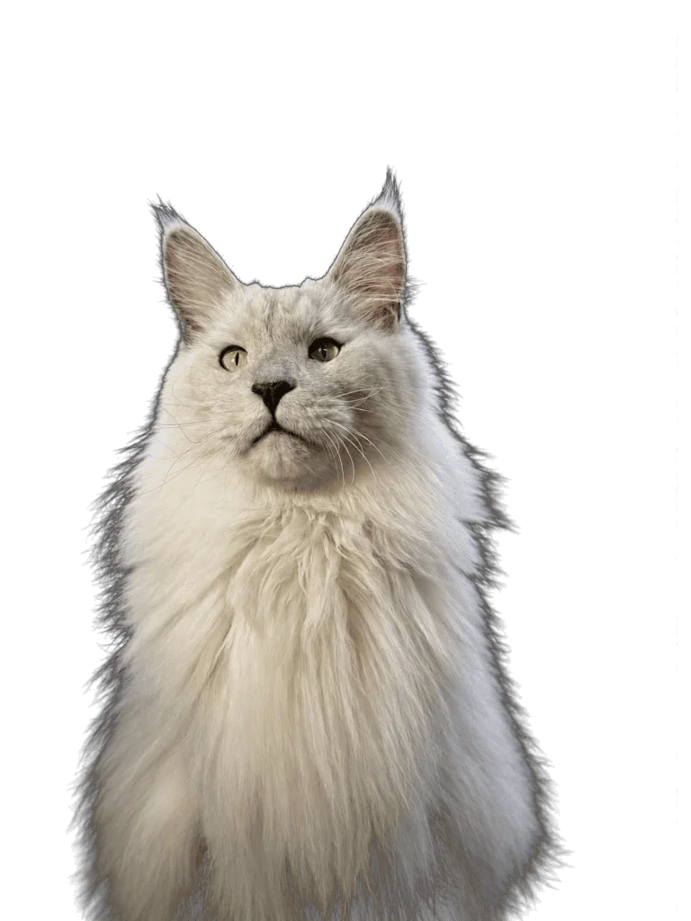 White Maine Coon cat with long fluffy fur, green eyes and tall tufted ears looking upward